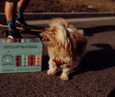 5 Best Wayfair's Top-Rated Products for Spoiled Fur Babies