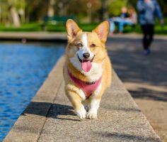 The Top Pet Products From Wayfair For Your Furry Pal