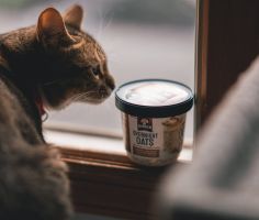 Transform Your Cat's Living Space with DoMyOwn's Top-Notch Equipment